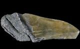 Partial Fossil Megalodon Tooth - Serrated Blade #84266-1